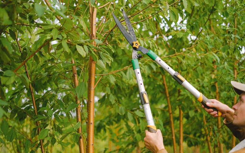 Tree trimming in Viola, IL