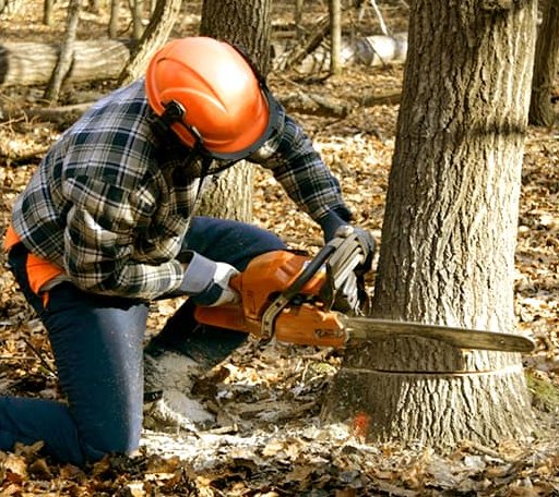 Tree Removal in Viola, IL